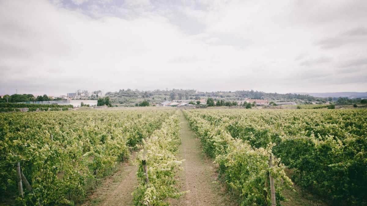 Ponto de Equilíbrio na Viticultura: O Que os Números Dizem Sobre a Sua Vinha