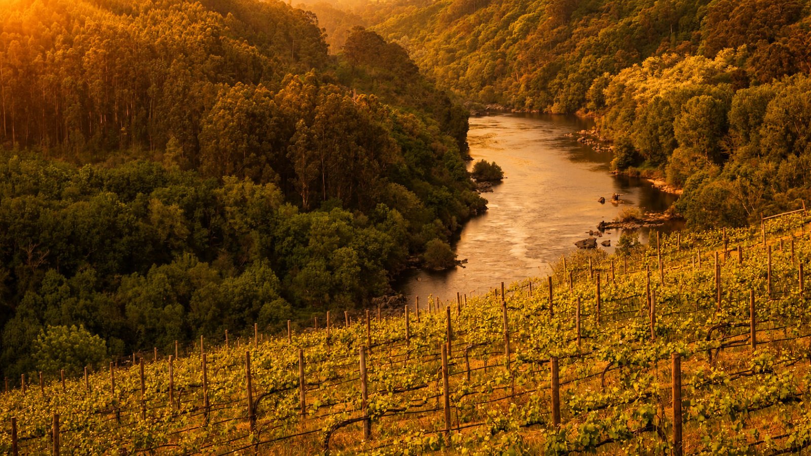 Sunset Vinevinu
